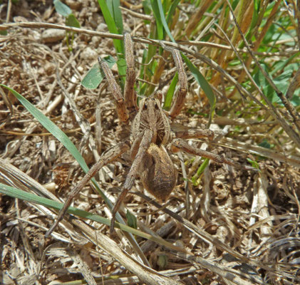 Lycosa tarantula