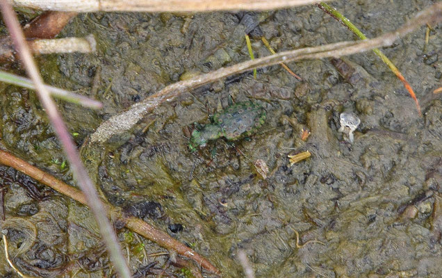Elaphrus riparius