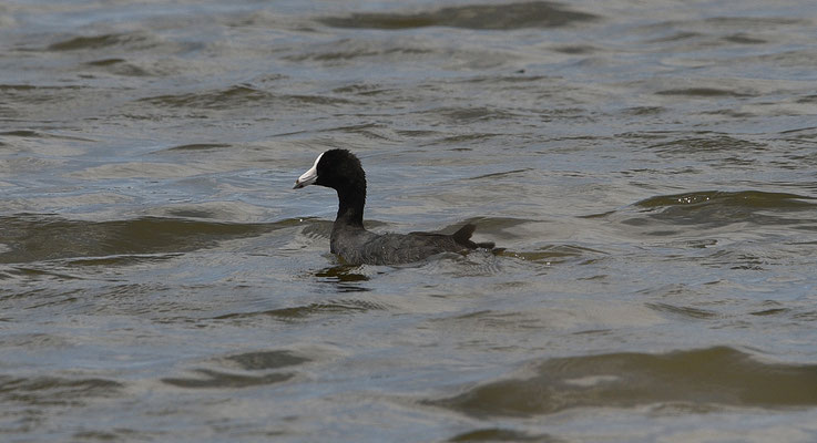 Caribbean Coot