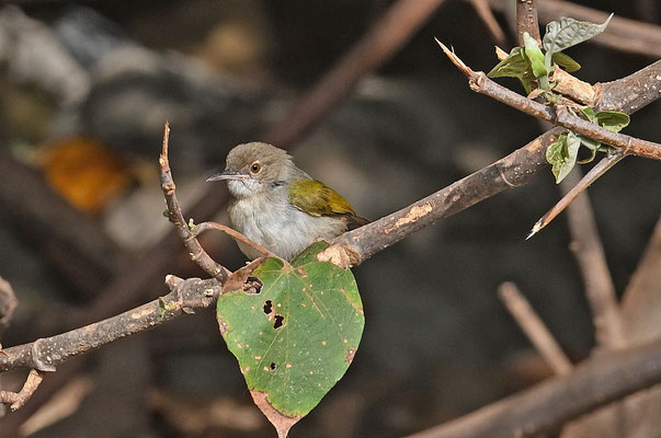 Camaroptera brevicaudata - Grey-backed Camaroptera