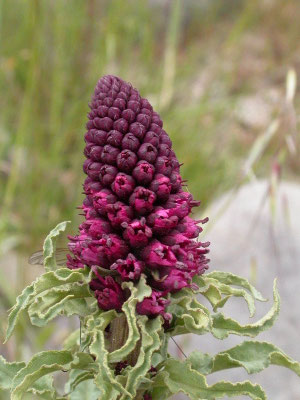 Lysimachia atropurpurea
