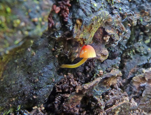 Mycena acicula - Oranje dwergmycena