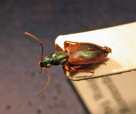 Anchomenus dorsalis