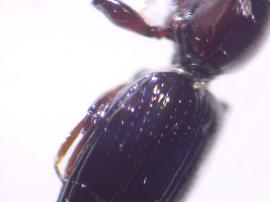 Dyschirius aeneus - Oevergravertje