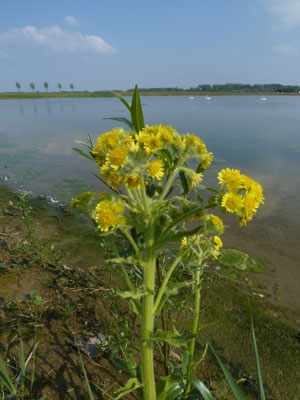 Senecio congestus - Moerasandijvie