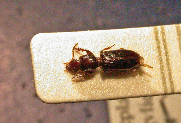 Clivina fossor