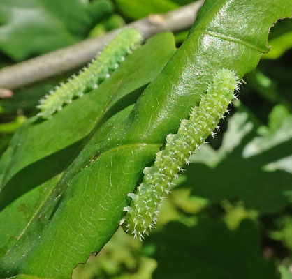 Periclista pilosa