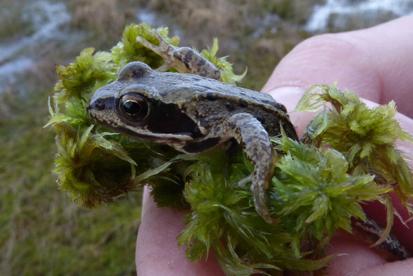 Bruine kikker (Rana temporaria)