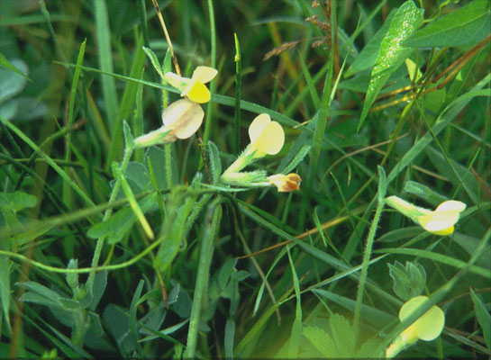 Tetragonolobus maritimus - Hauwklaver