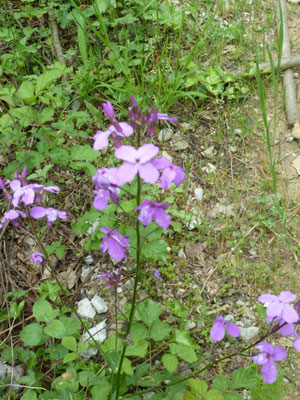 Hesperis matronalis - Damastbloem