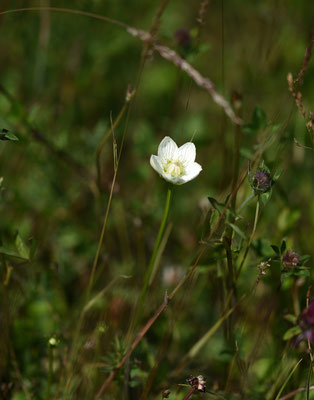 Parnassia