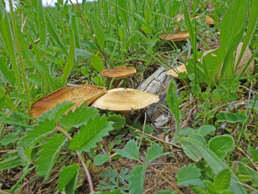 Polyporus ciliatus - Voorjaarshoutzwam