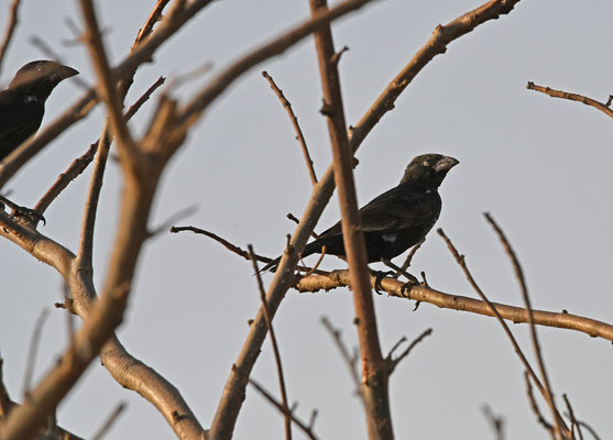 Bubalornis albirostris - White-billed Buffalo-Weaver