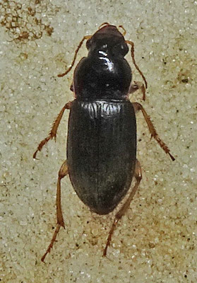 Harpalus rufipes - Roodpoothalmkruiper