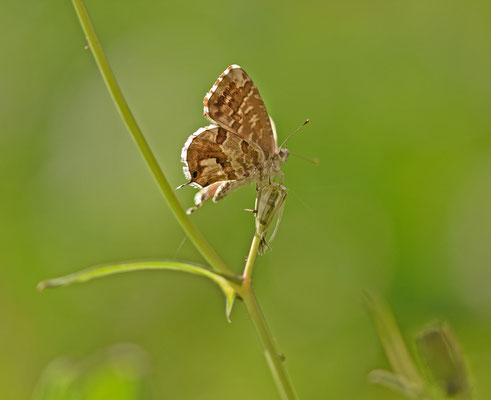 Geraniumblauwtje