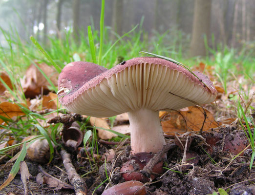Russula graveolens  Vissige eikenrussula