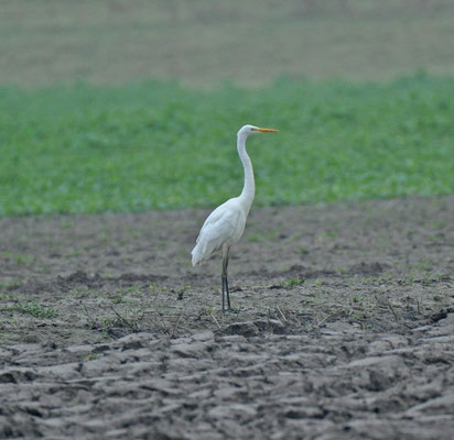 Grote zilverreiger