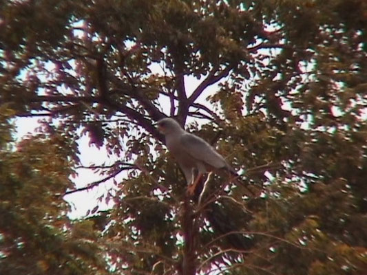 Dark Chanting Goshawk