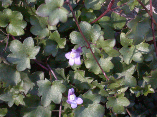 Cymbalaria muralis - Muurleeuwenbek