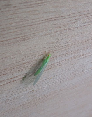 Chrysoperla carnea s.l. - Goudoogje