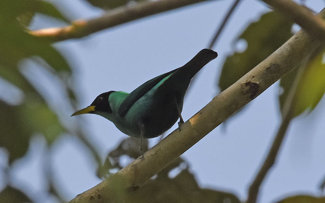 Green Honeycreeper