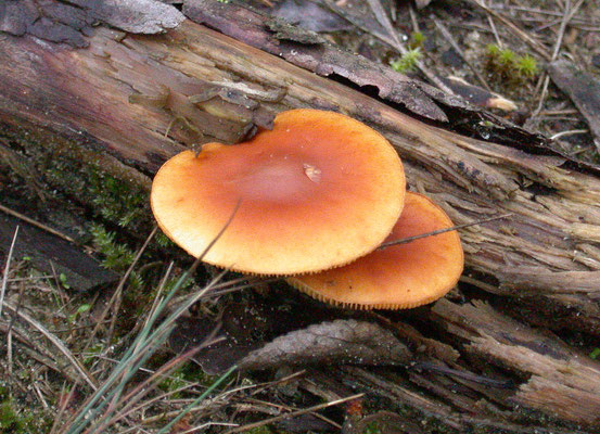 Gymnopilus penetrans - Dennenvlamhoed
