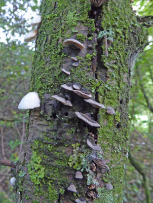 Resupinatus trichotis - Harig dwergoortje
