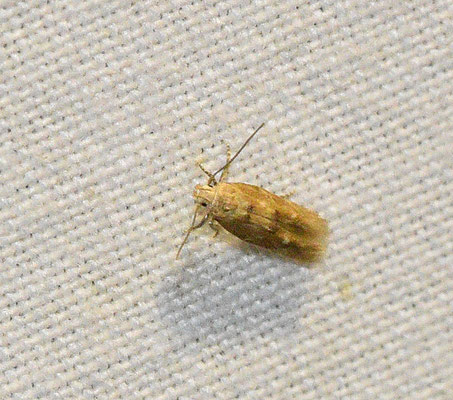 Mompha epilobiella - Gewone wilgenroosjesmot