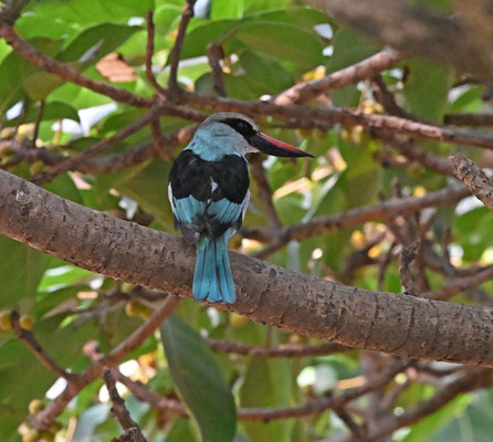 Halcyon malimbica - Blue-breasted Kingfisher