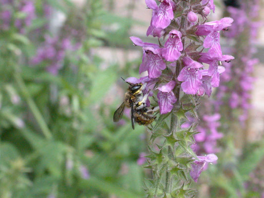 Anthidium manicatum - Grote wolbij
