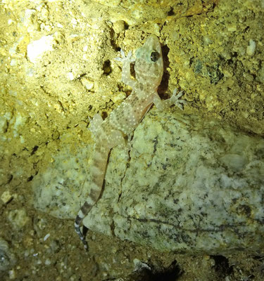 Europese tjitjak - Hemidactylus turcicus