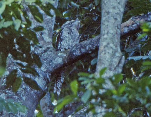 Papuan Frogmouth
