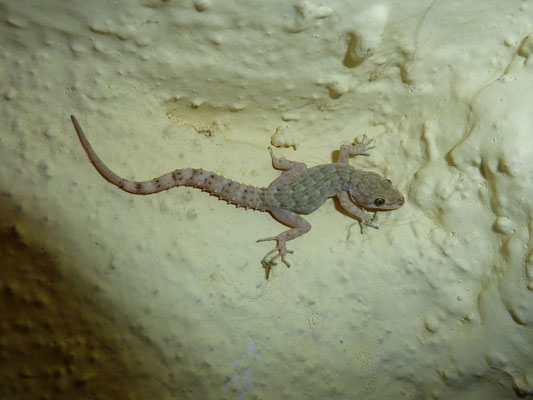 Cirtodactylus kotschyi