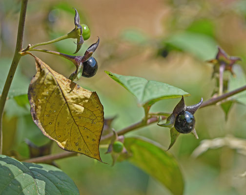 Atropa bella-donna - Wolfskers