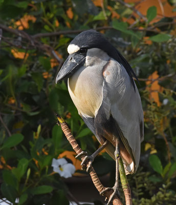 Boat-billed Heron