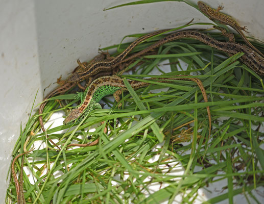 Zandhagedis