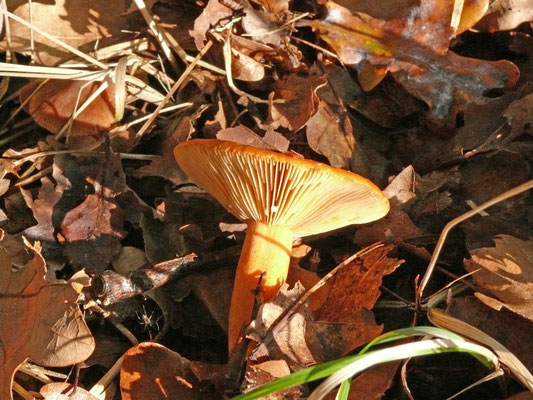 Lactarius mitissimus - Oranje melkzwam
