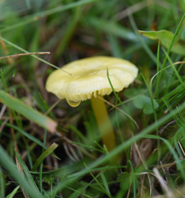 Elfenwasplaat