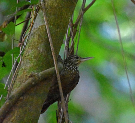 Straight-billed Woodcreeper