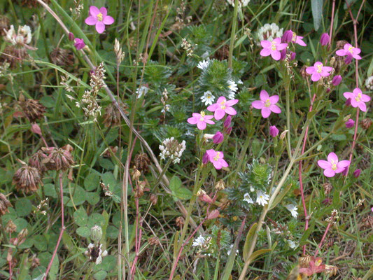 Centaurium littorale - Strandduizendguldenkruid
