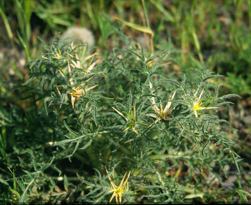 Centaurea calcitrapa - Kalketrip