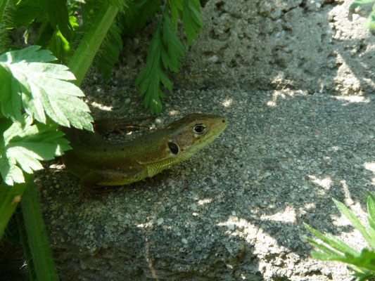 Lacerta viridis, juveniel