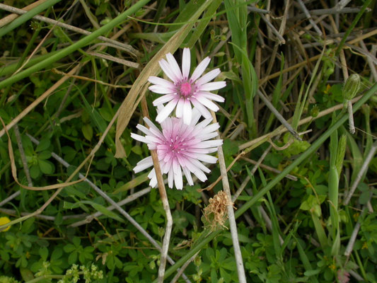 Crepis rubra - Rood streepzaad