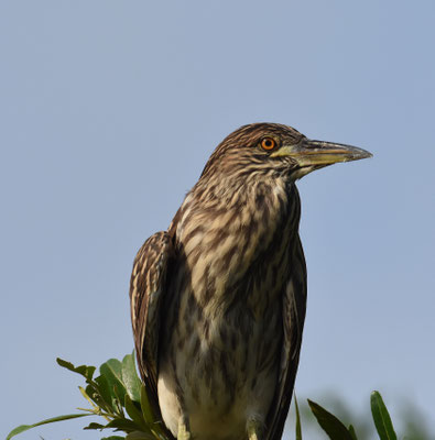 Kwak