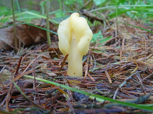 Spathularia flavida - Dooiergele spatelzwam