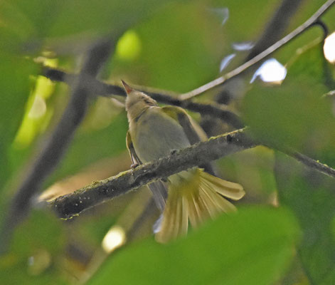 Buff-cheeked Greenlet