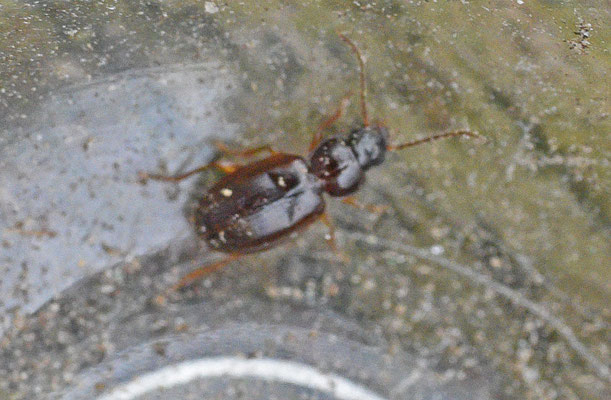 Trechus obtusus - Gewone boogkever