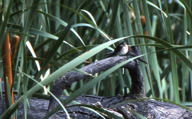 Welcome Swallow
