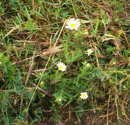 Anthemis arvensis - Valse kamille
