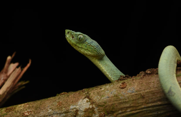 Bothriopsis bilineata bilineata - Groene Boomlanspuntslang (Papegaaislang)